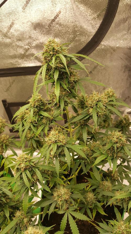 White Widow Extrm Auto #2. Week 12 - Day 87