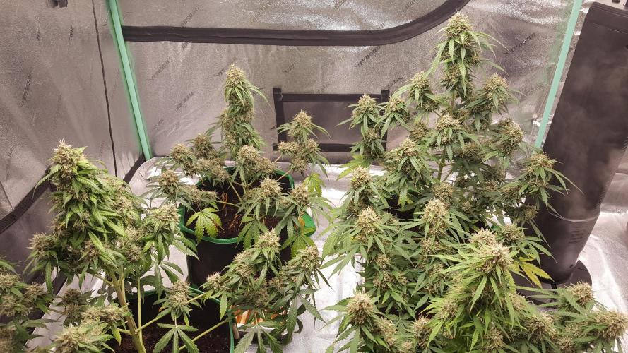 White Widow Extrm Auto #2. Week 12 - Day 89