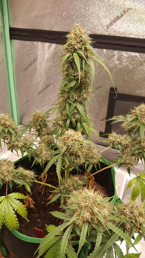 White Widow Extrm Auto #2. Week 12 - Day 89