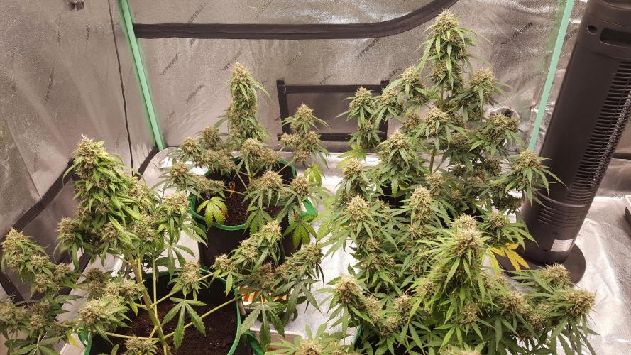 White Widow Extrm Auto #2. Week 12 - Day 91