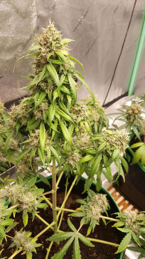 White Widow Extrm Auto #2. Week 12 - Day 91