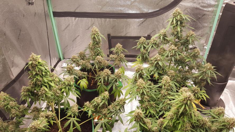 White Widow Extrm Auto #2. Week 13 - Day 93