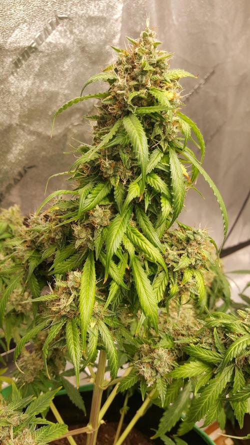 White Widow Extrm Auto #2. Week 13 - Day 93