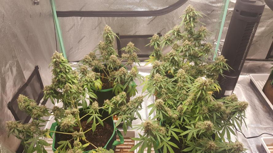 White Widow Extrm Auto #2. Week 13 - Day 95