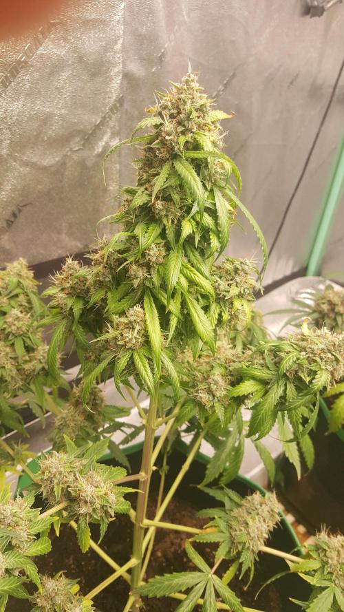 White Widow Extrm Auto #2. Week 13 - Day 95