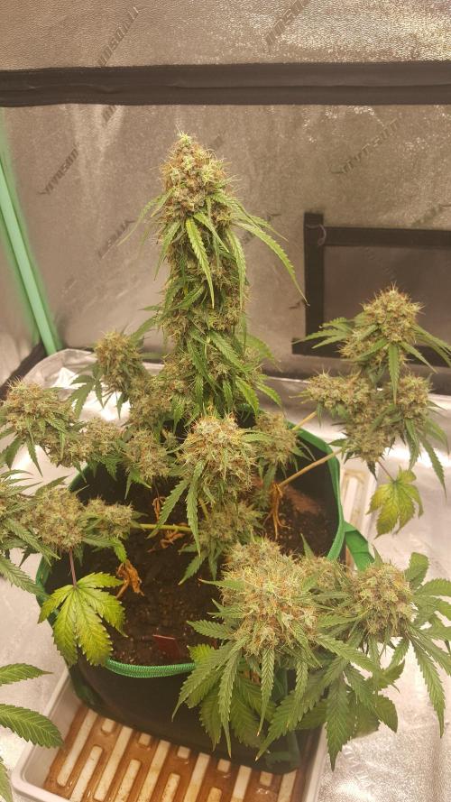 White Widow Extrm Auto #2. Week 13 - Day 95