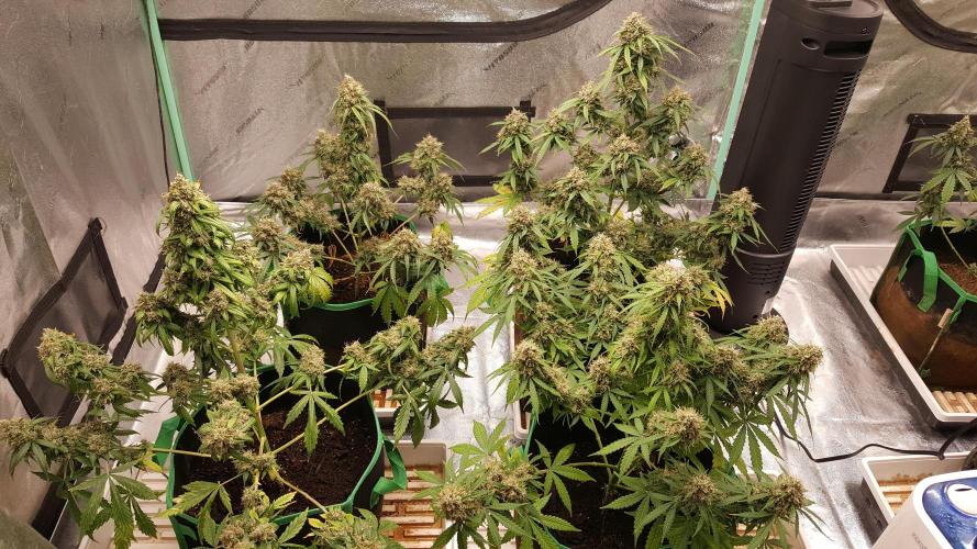 White Widow Extrm Auto #2. Week 13 - Day 98