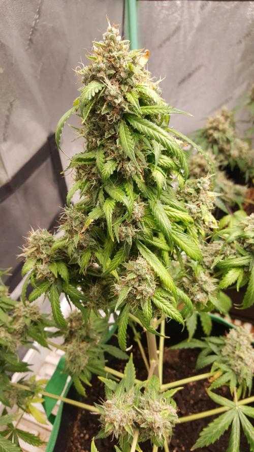 White Widow Extrm Auto #2. Week 13 - Day 98