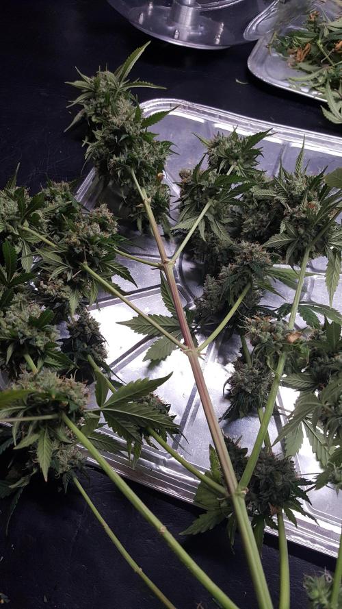 White Widow Extrm Auto #2. Week 14 - Day 100