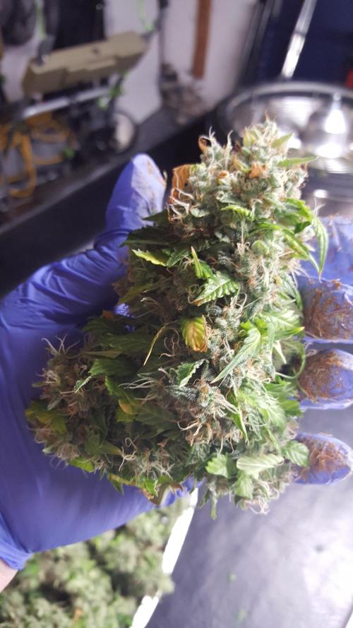 White Widow Extrm Auto #2. Week 14 - Day 100