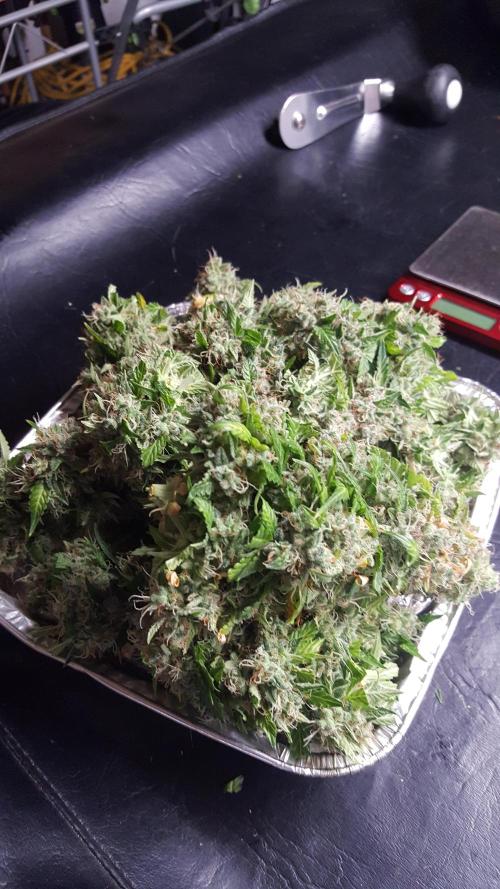 White Widow Extrm Auto #2. Week 14 - Day 100