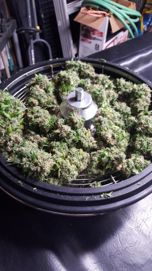 White Widow Extrm Auto #2. Week 14 - Day 100