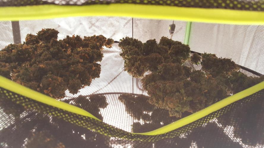 White Widow Extrm Auto #2. Week 14 - Day 100