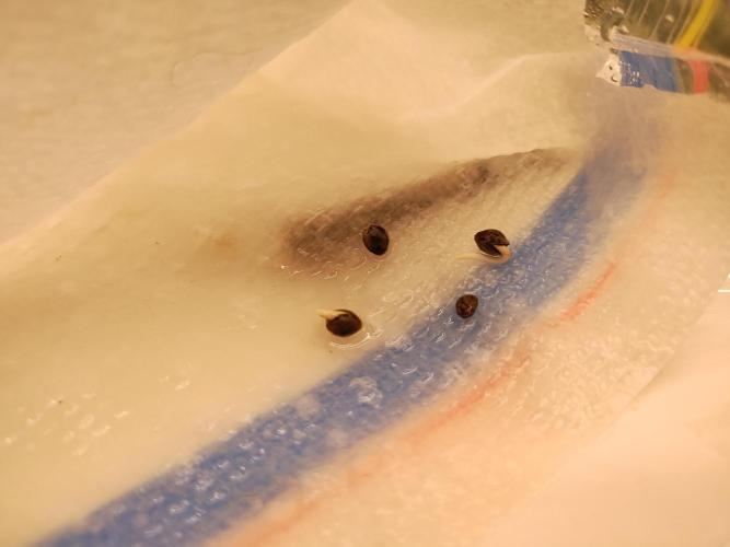 Blackberry Cream Auto. Week 0 - Day 3