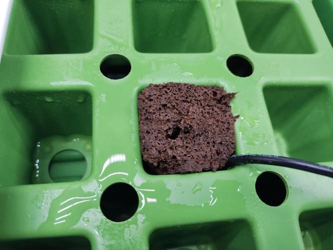 Blackberry Cream Auto. Week 0 - Day 4