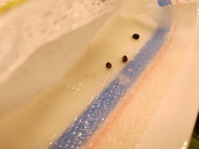 Blackberry Cream Auto. Week 0 - Day 6