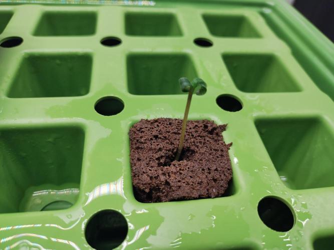 Blackberry Cream Auto. Week 0 - Day 7