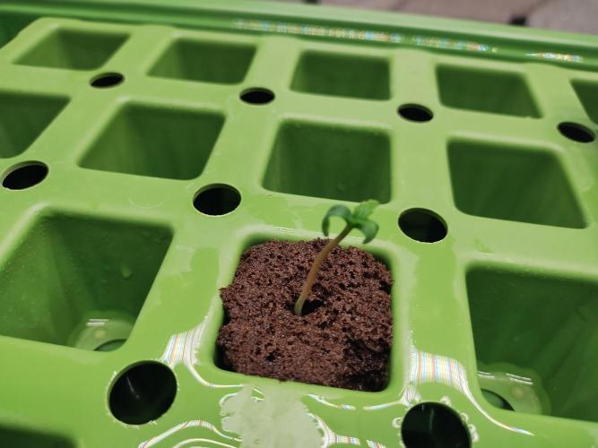 Blackberry Cream Auto. Week 0 - Day 7