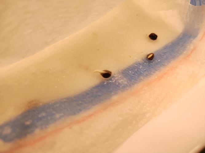 Blackberry Cream Auto. Week 0 - Day 7