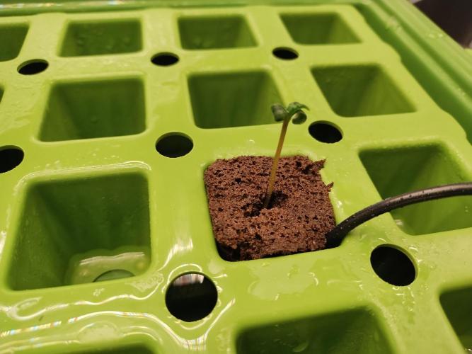 Blackberry Cream Auto. Week 0 - Day 8