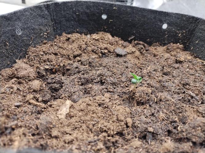 Blackberry Cream Auto. Week 1 - Day 10