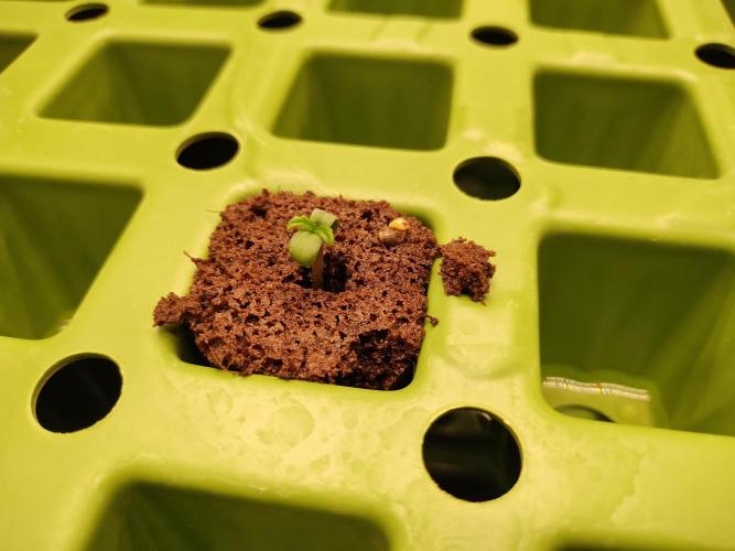 Blackberry Cream Auto. Week 1 - Day 10