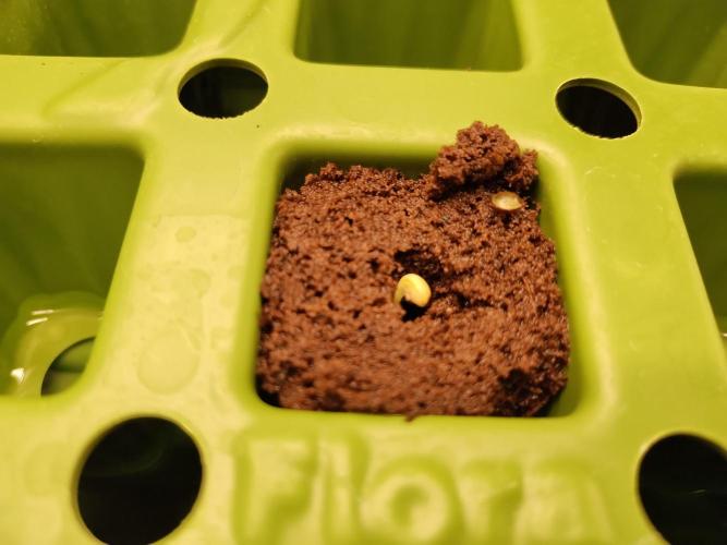 Blackberry Cream Auto. Week 1 - Day 10