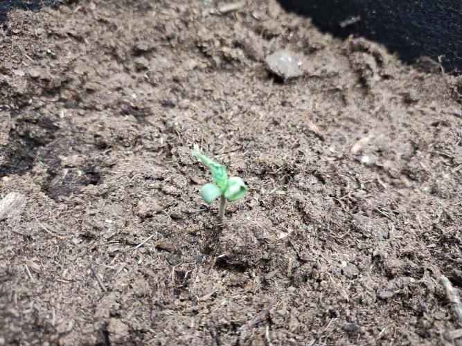 Blackberry Cream Auto. Week 1 - Day 11