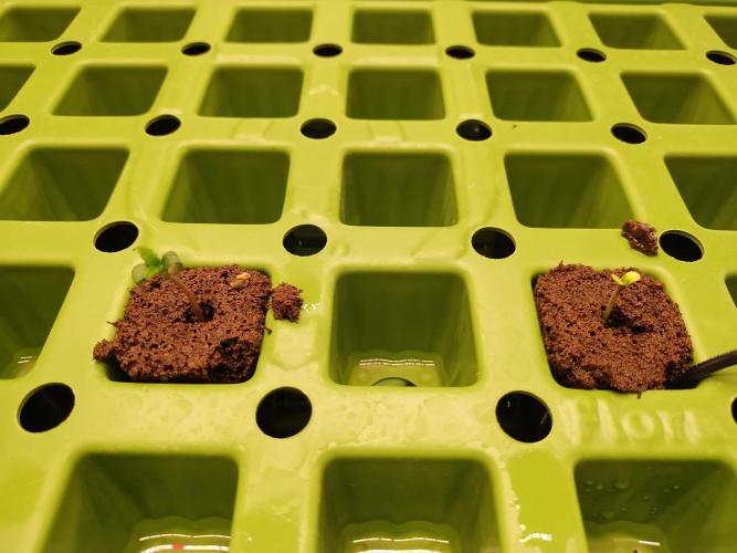 Blackberry Cream Auto. Week 1 - Day 11