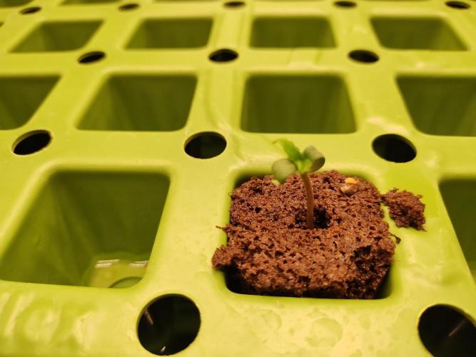 Blackberry Cream Auto. Week 1 - Day 11