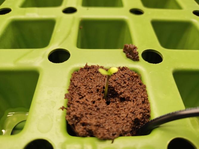 Blackberry Cream Auto. Week 1 - Day 11