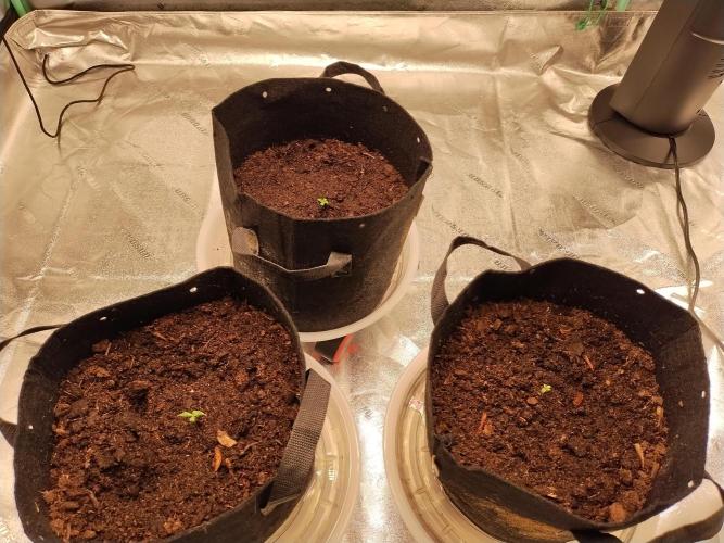 Blackberry Cream Auto. Week 1 - Day 12