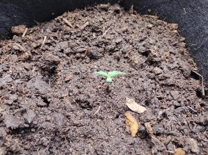 Blackberry Cream Auto. Week 1 - Day 12