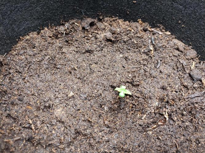 Blackberry Cream Auto. Week 1 - Day12