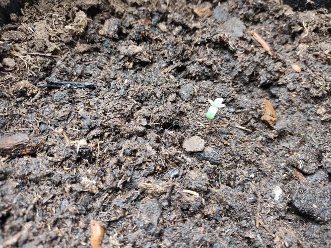 Blackberry Cream Auto. Week 1 - Day 12