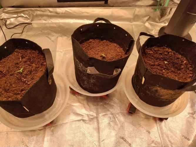 Blackberry Cream Auto. Week 1 - Day 13