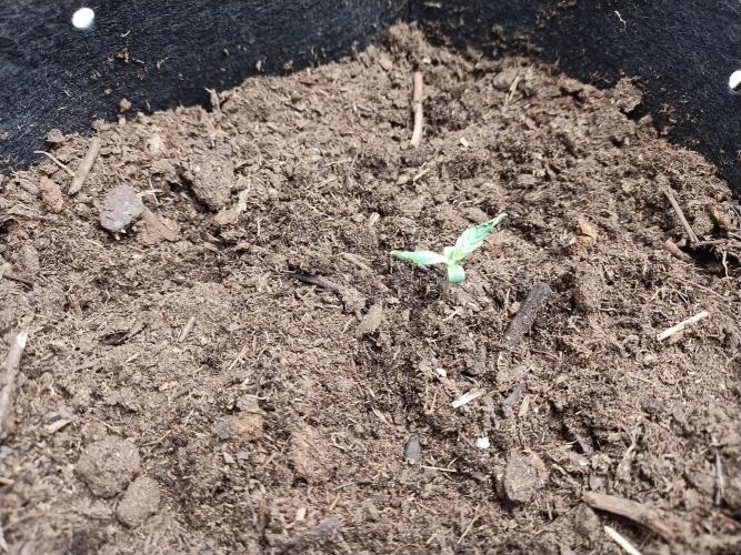 Blackberry Cream Auto. Week 1 - Day 13