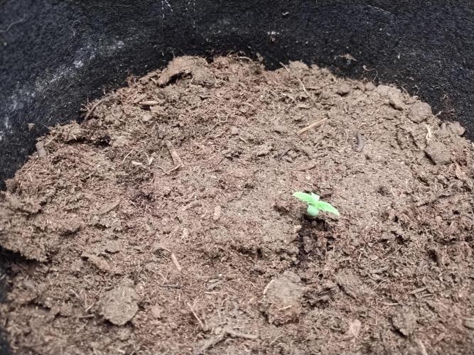 Blackberry Cream Auto. Week 1 - Day 13