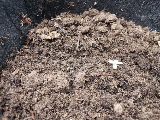 Blackberry Cream Auto. Week 1 - Day 13