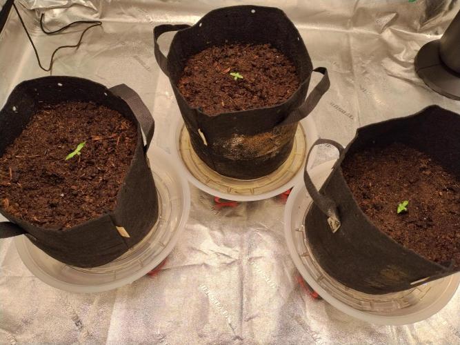 Blackberry Cream Auto. Week 1 - Day 14