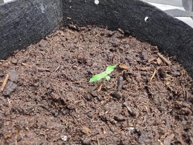 Blackberry Cream Auto. Week 1 - Day 14