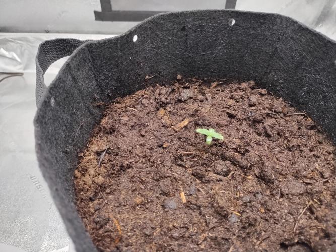 Blackberry Cream Auto. Week 1 - Day 14