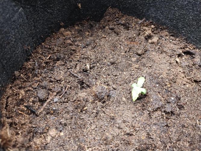 Blackberry Cream Auto. Week 1 - Day 14