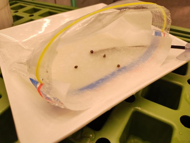 Blackberry Cream Auto DWC. Week 0 - Day 1