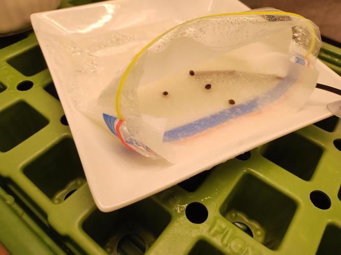 Blackberry Cream Auto DWC. Week 0 - Day 2