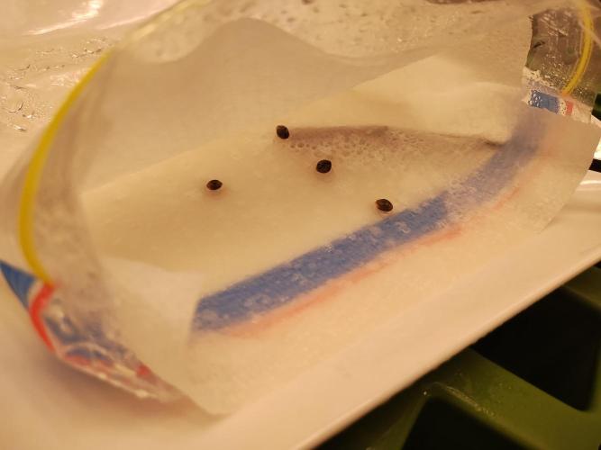 Blackberry Cream Auto DWC. Week 0 - Day 2