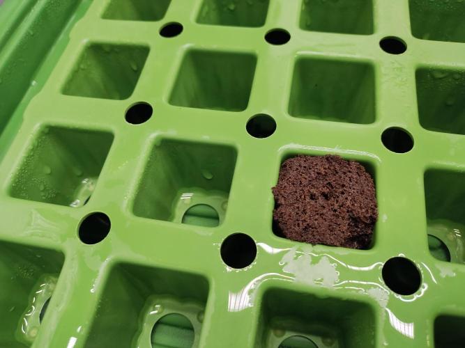 Blackberry Cream Auto DWC. Week 0 - Day 3