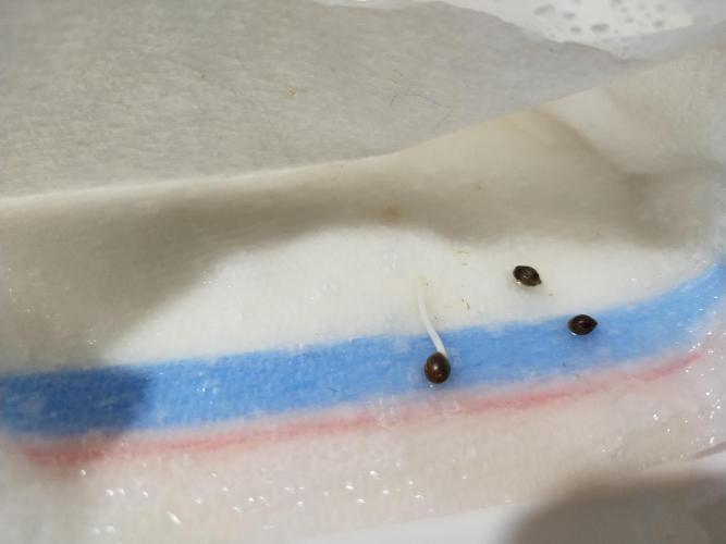 Blackberry Cream Auto DWC. Week 0 - Day 4