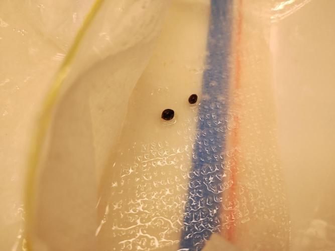 Blackberry Cream Auto DWC. Week 0 - Day 4