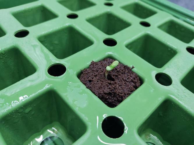 Blackberry Cream Auto DWC. Week 0 - Day 5